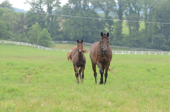 mareandfoal1048