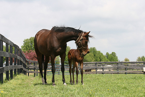 mareandfoal991