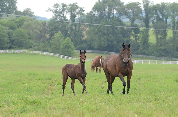 mareandfoal1049
