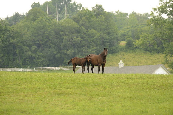 mareandfoal1059