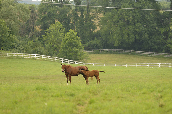 mareandfoal1057