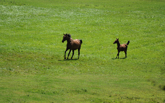 mareandfoal1075
