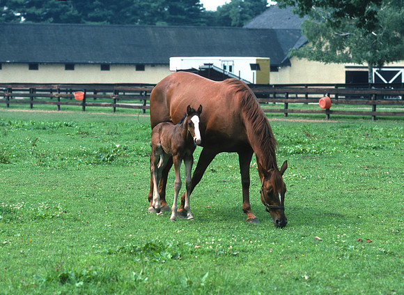 mareandfoal1082