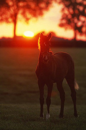 mareandfoal1083
