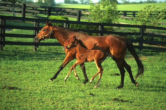 mareandfoal1079