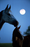 mareandfoal1084