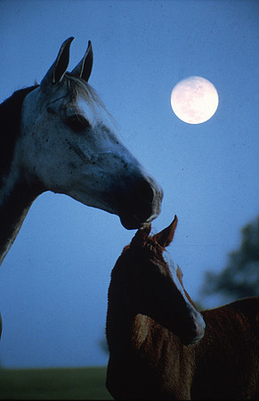 mareandfoal1084