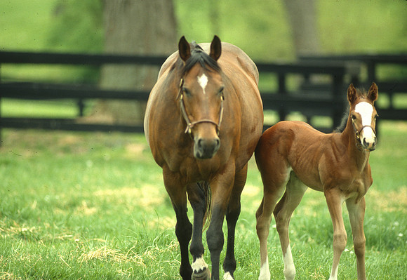 mareandfoal1086