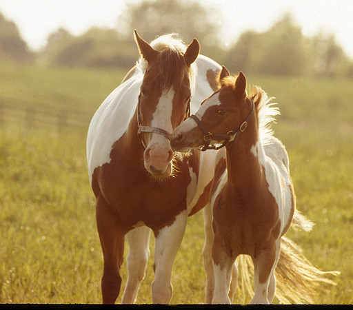 mareandfoal1088