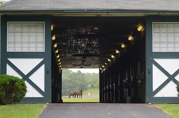 mareandfoal1093
