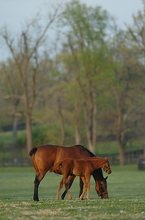 mareandfoal2030