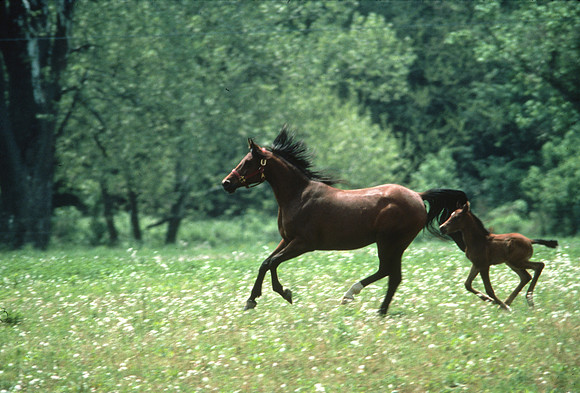 mareandfoal1087