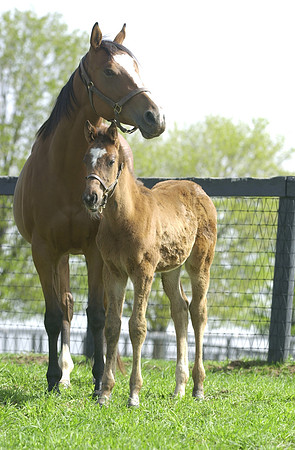 marefoal01