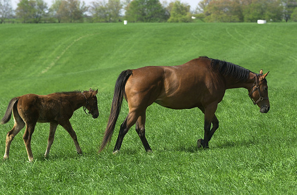 marefoal02