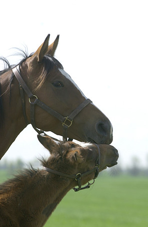 marefoal03
