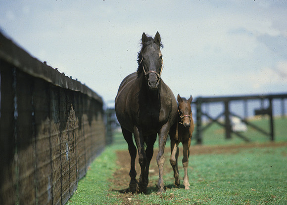 mareandfoal1089_