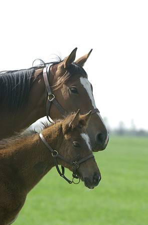 marefoal05