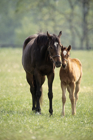 mareandfoal1090_