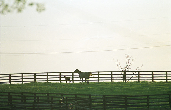 marefoal22