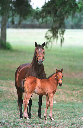 marefoal21