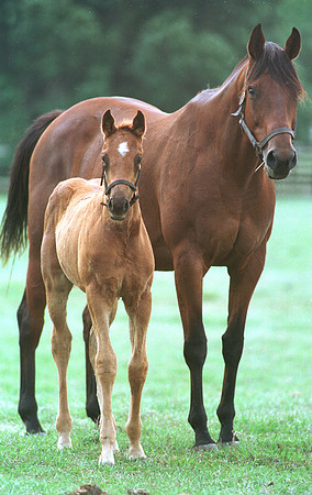 marefoal20