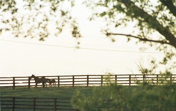 marefoal23