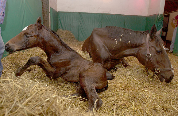marefoal037