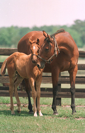 marefoal28