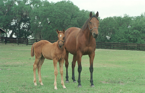 marefoal33