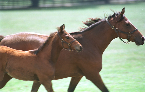 marefoal34