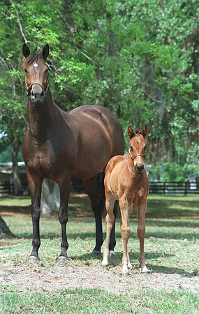 marefoal35