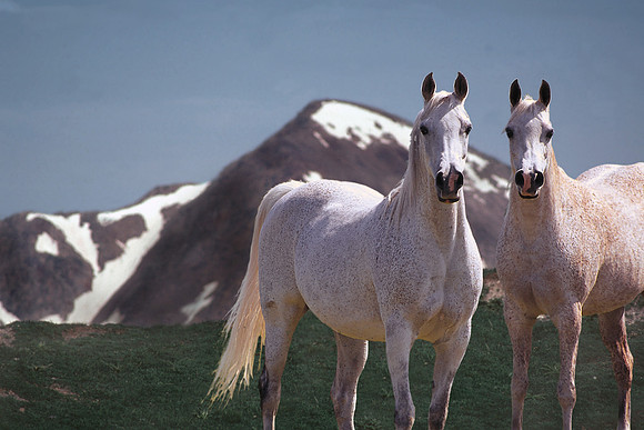 Mares@ Milner Pass