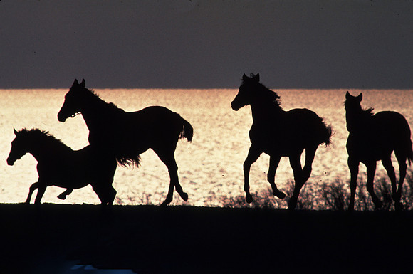 mare_foal_water01