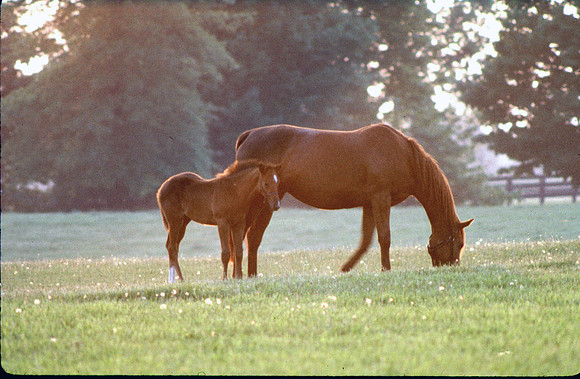 maresandfoal005
