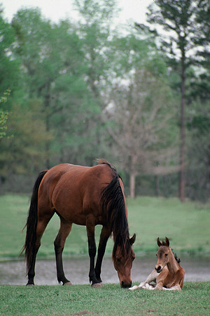 mare_foal901