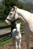 whiteprince08_
