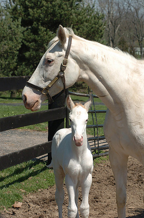 whiteprince08_