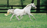 whitemare&foal