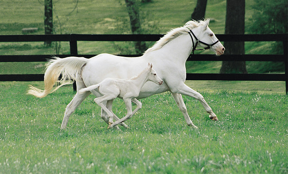 whitemare&foal